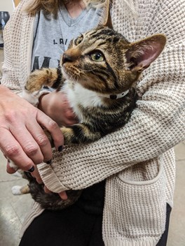 A LAVIDGE IMPACT volunteer connects with Vibe, an adoptable American shorthair cat at the Arizona Humane Society.